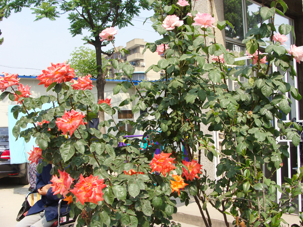 公寓赏花区